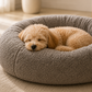 PAW DREAMS